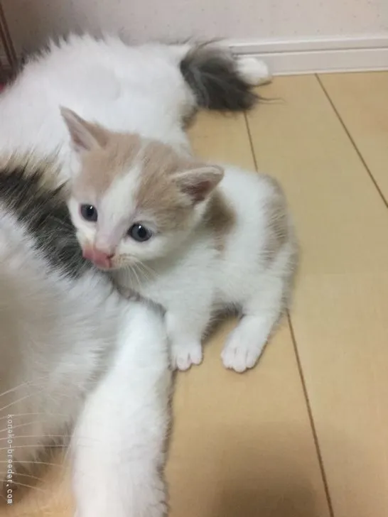 ホン 様のお迎えした子猫