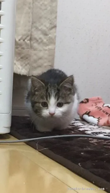 ID：1711-00362の子猫