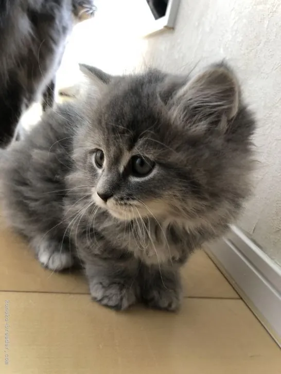ID：2102-01431の子猫