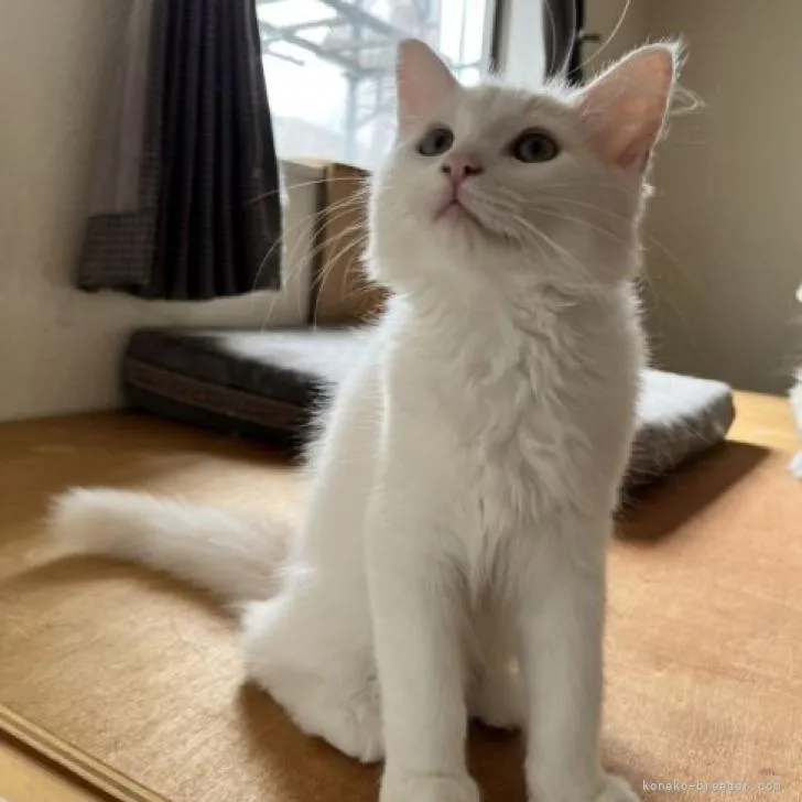 ID：2204-02458の子猫