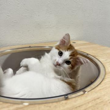 サイベリアン【兵庫県・男の子・2022年4月3日・レッド&ホワイト】の写真「大幅値下げしました」