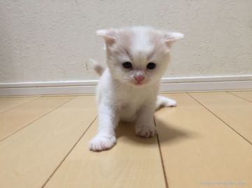 マンチカン【兵庫県・男の子・2015年6月11日・クリーム&ホワイト（短毛）】の写真「売り切り価格！」