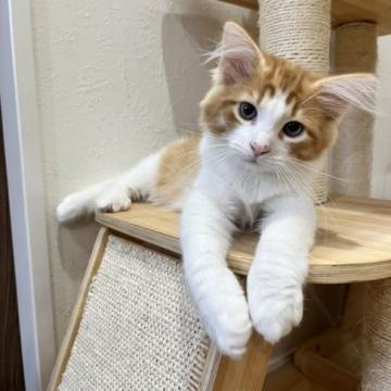 サイベリアン【兵庫県・男の子・2022年4月3日・レッド&ホワイト】の写真「大幅値下げしました」