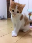 マンチカン×サイベリアン【兵庫県・男の子・2017年5月24日・】の写真1
