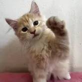 サイベリアン【兵庫県・女の子・2023年7月30日・クリーム&ホワイト】の写真1