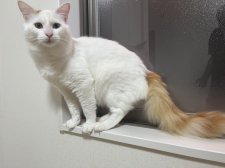 ターキッシュバン【・男の子・2024年5月17日・レッドタビー&ホワイト】