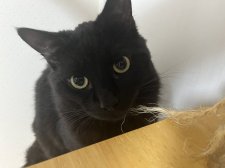 ターキッシュアンゴラ【・男の子・2024年3月16日・ブラック】