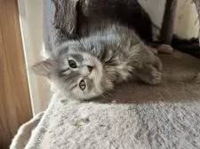 サイベリアン×マンチカン【兵庫県・女の子・2021年10月19日・ブルー&ホワイト】の写真2