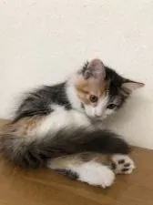 サイベリアン【兵庫県・女の子・2019年6月7日・ブラウン パッチド タビー ホワイト】の写真3