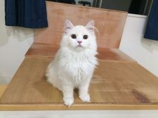 サイベリアン【・男の子・2018年12月5日・クリームホワイト】