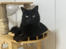 ターキッシュアンゴラ【・男の子・2024年3月16日・ブラック】