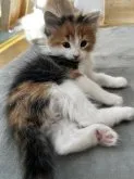 サイベリアン【兵庫県・女の子・2023年10月5日・キャリコ】の写真4