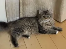 ペルシャ(チンチラ)【兵庫県・男の子・2018年8月23日・チンチラシルバー】の写真4「母猫 参照用」