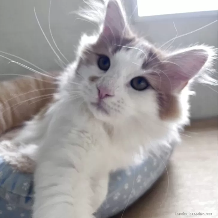 あまがえる 様のお迎えした子猫