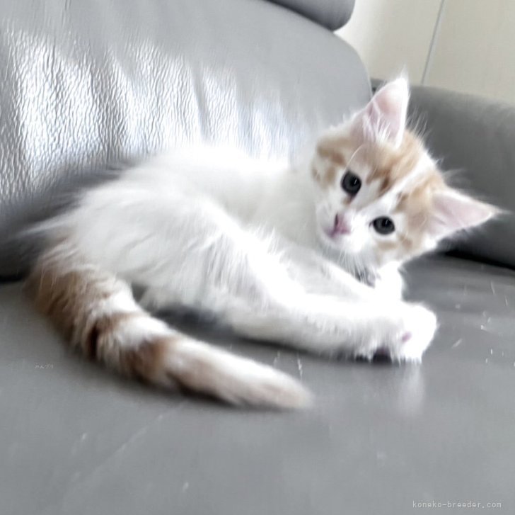 ブリーダー画像