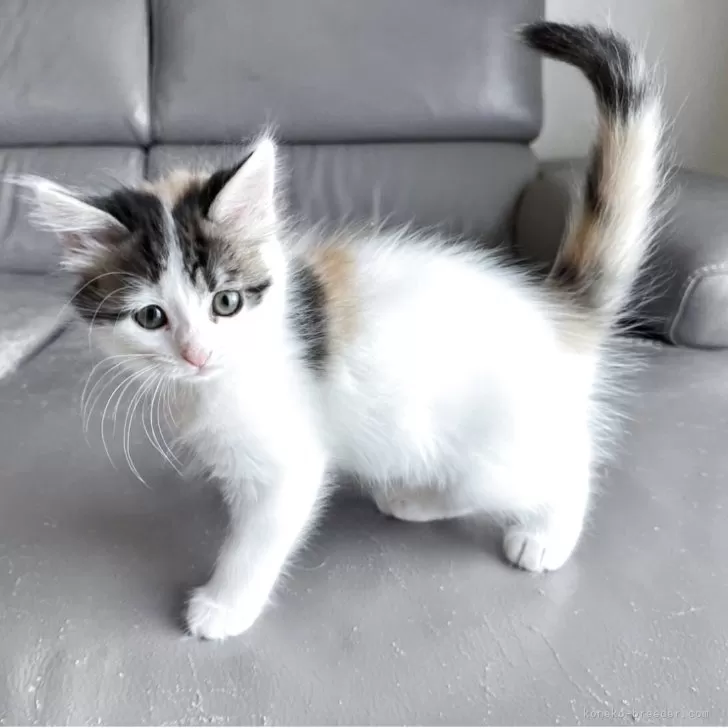 ターキッシュバン×サイベリアン【兵庫県・女の子・2025年10月7日・キャリコ】の写真1