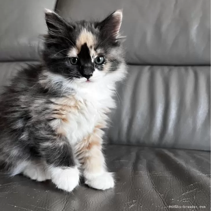 ターキッシュアンゴラ【兵庫県・女の子・2025年8月17日・トーティーシェル&amp;ホワイト】の写真1