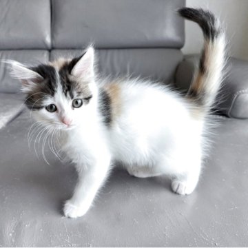 ターキッシュバン×サイベリアン【兵庫県・女の子・2025年10月7日・キャリコ】の写真「バンカラーのベッピンさん」