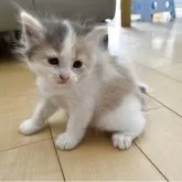 サイベリアン