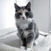 ターキッシュアンゴラ