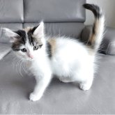 ターキッシュバン×サイベリアン