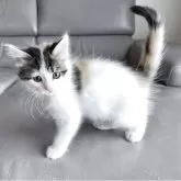 ターキッシュバン×サイベリアン【兵庫県・女の子・2025年10月7日・キャリコ】の写真1