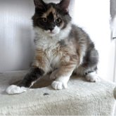 ターキッシュアンゴラ