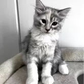 サイベリアン【兵庫県・女の子・2025年7月22日・シルバーパッチドタビー&ホワイト】の写真1