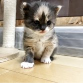 ターキッシュアンゴラ