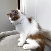 サイベリアン【兵庫県・男の子・2025年7月22日・レッドタビー&ホワイト】の写真3