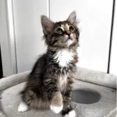 サイベリアン【兵庫県・女の子・2025年7月22日・ブラウンパッチドタビー&ホワイト】の写真4