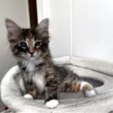 サイベリアン【兵庫県・女の子・2025年7月22日・ブラウンパッチドタビー&ホワイト】の写真5