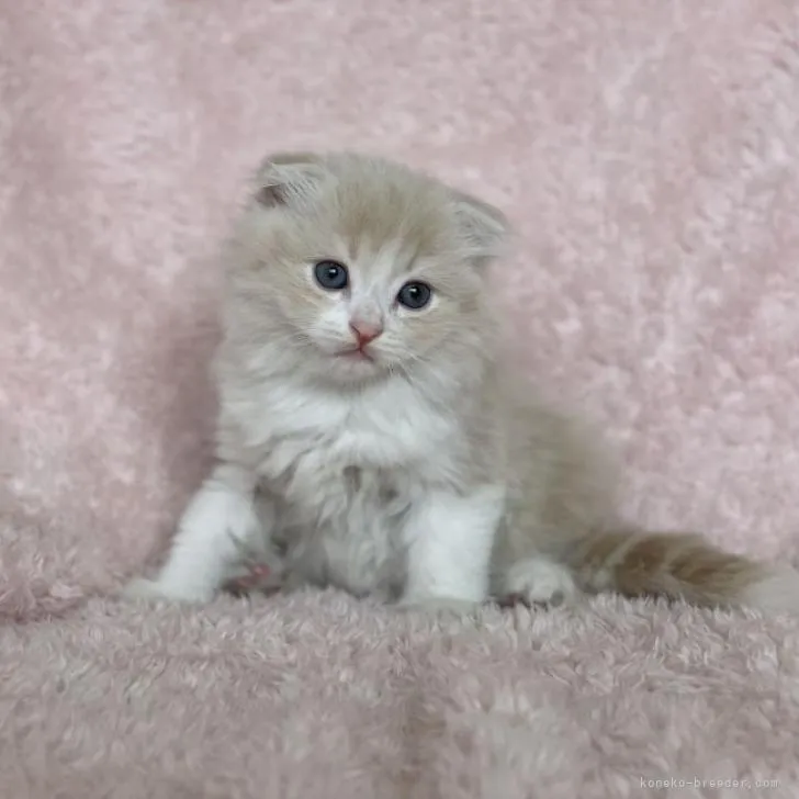 ID：2211-00120の子猫