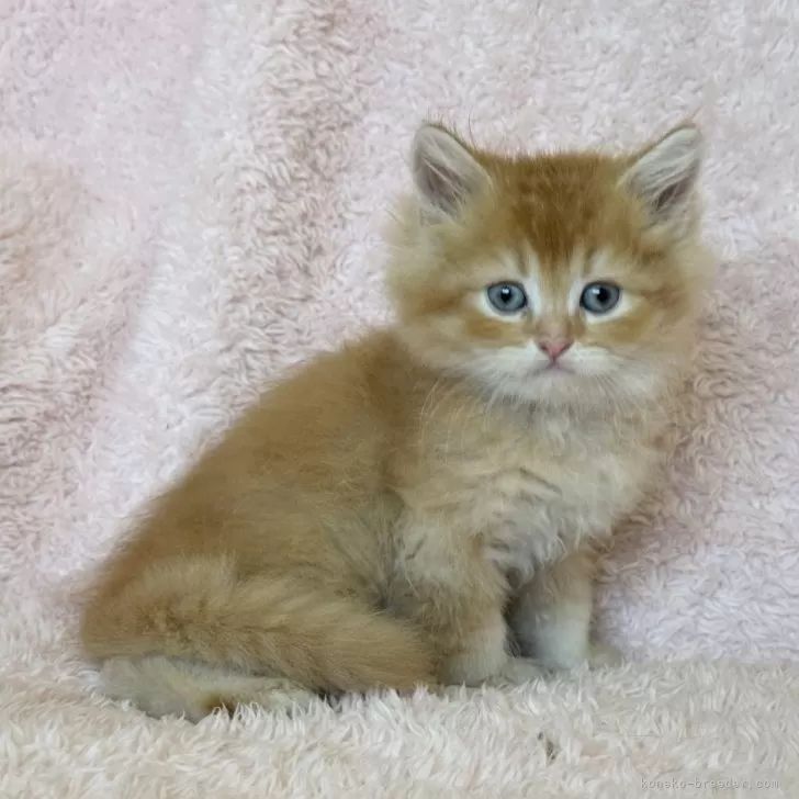 ID：2410-00445の子猫