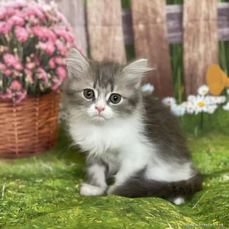 ID:2212-01941の子猫