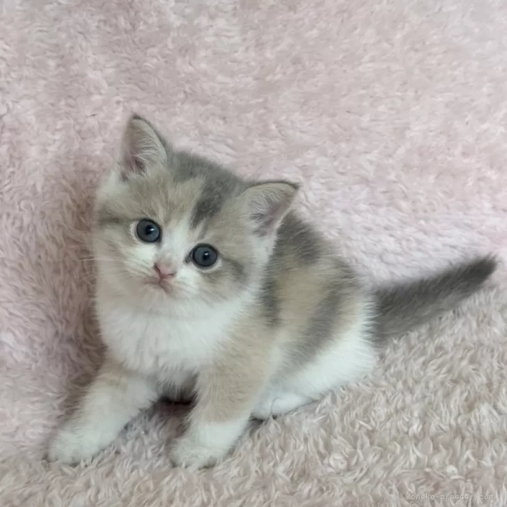 スコティッシュフォールド(立ち耳)【三重県・女の子・2024年9月9日・ダイリュートキャリコ】の写真1