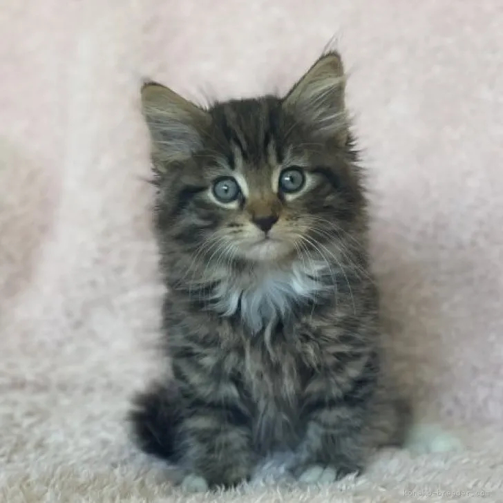 ID：2311-00266の子猫