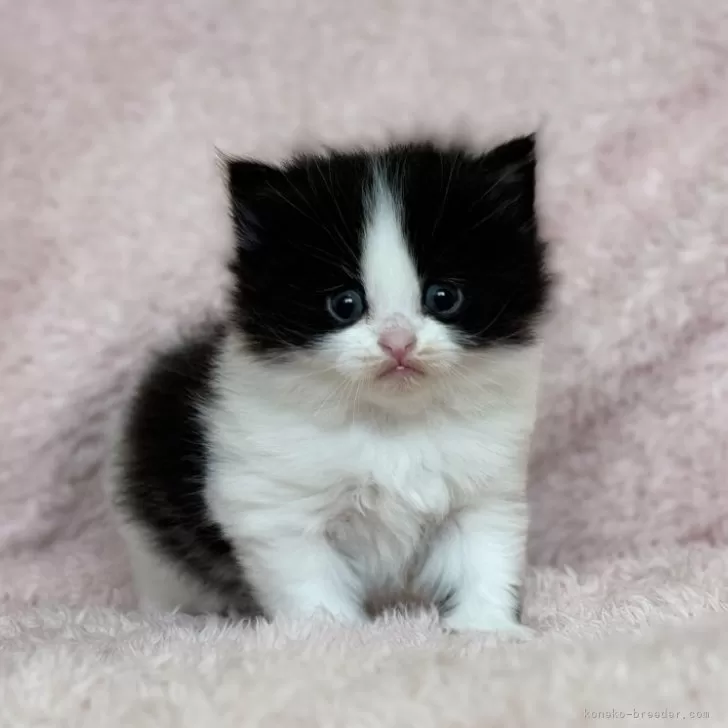 ID：2403-02204の子猫