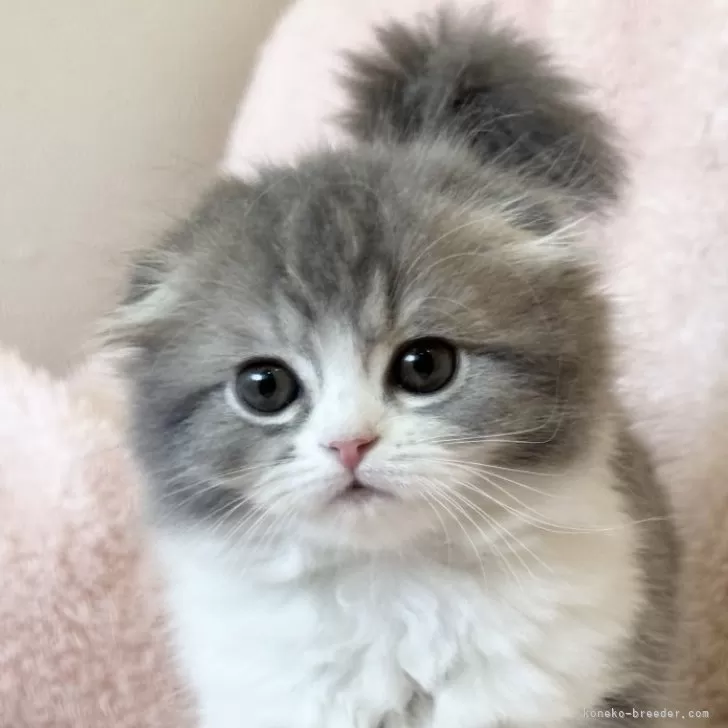 ID：2411-01593の子猫