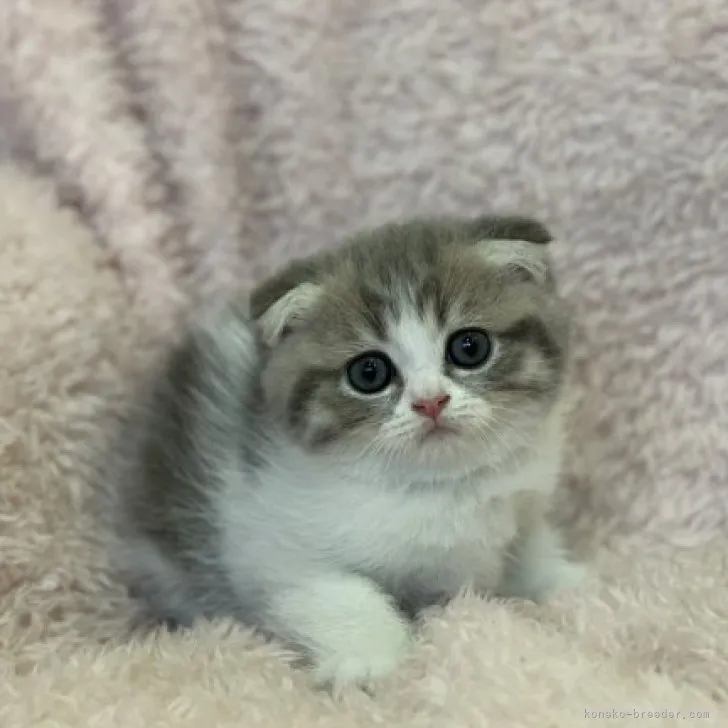 ID:2310-01900の子猫