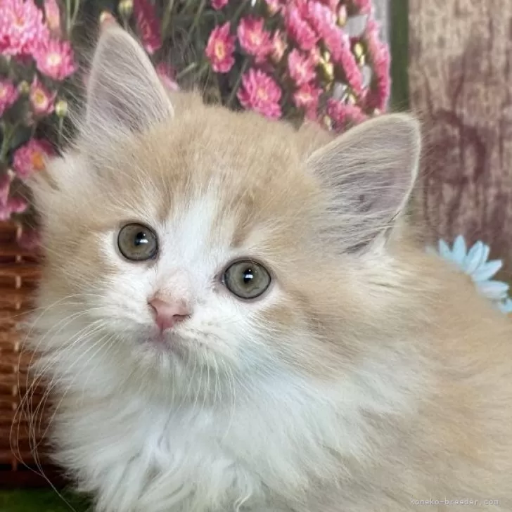 ID:2408-02322の子猫