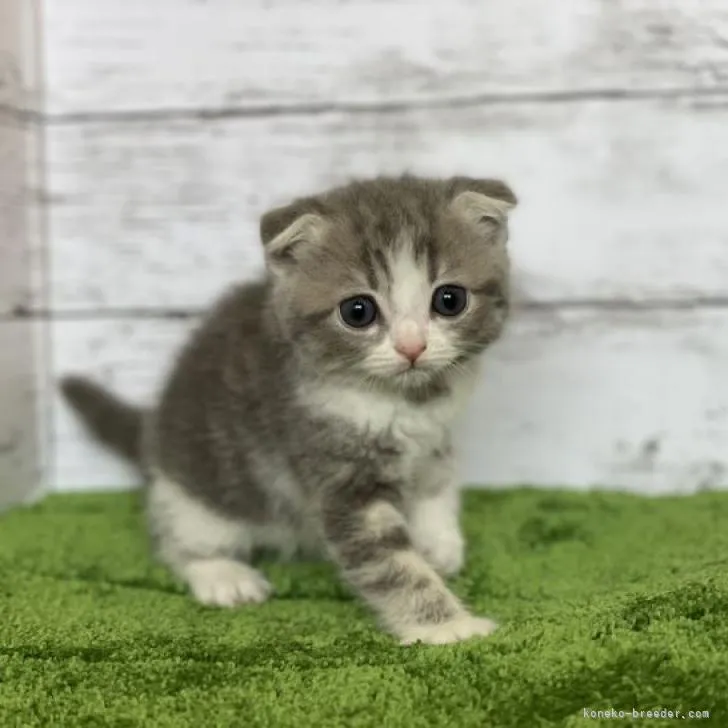 ID:2302-00713の子猫