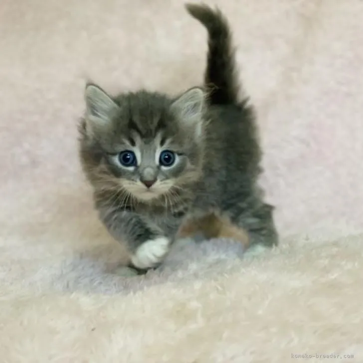 ID：2212-01983の子猫