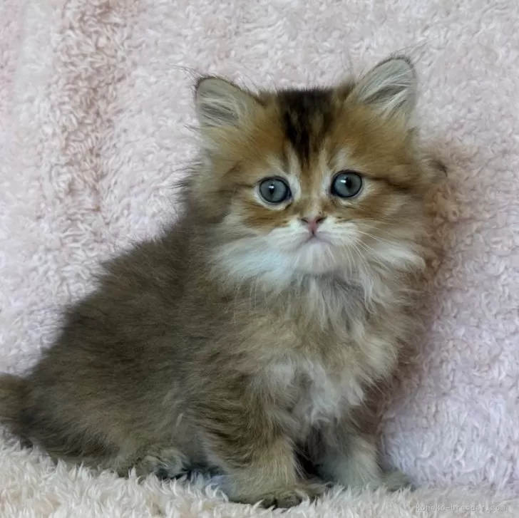 ID：2410-00444の子猫