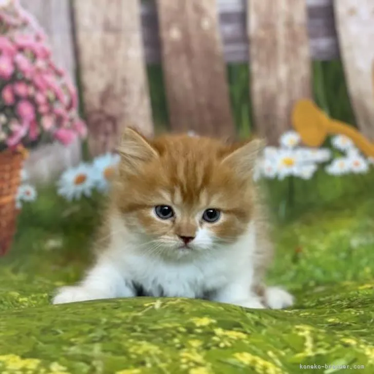 ID：2301-00904の子猫