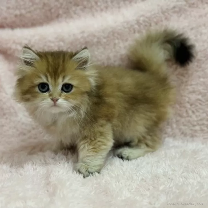 ID：2311-00956の子猫