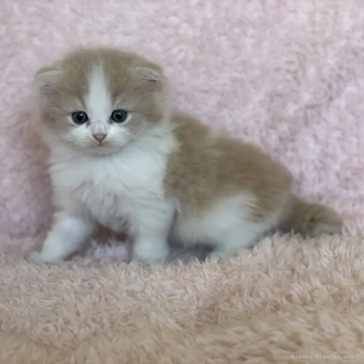 ID：2309-02486の子猫