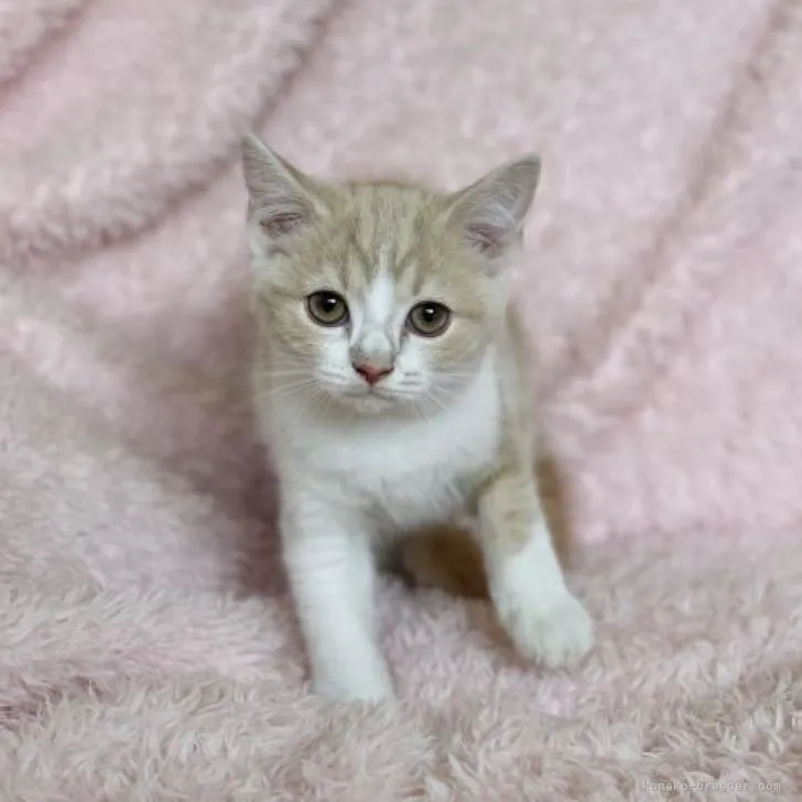 ID:2207-00427の子猫