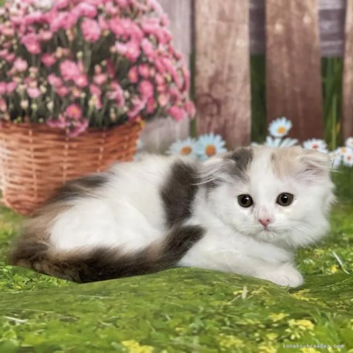 ID：2212-01940の子猫
