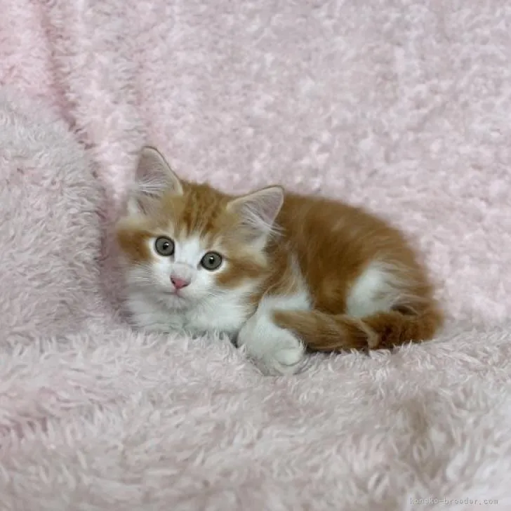 ID：2207-00442の子猫